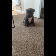 Staffordshire Bull Terrier - Dogs