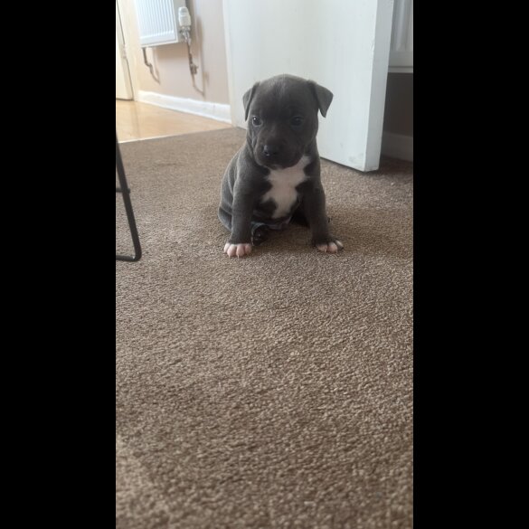 Staffordshire Bull Terrier - Dogs