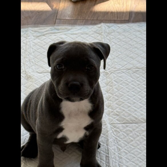 Staffordshire Bull Terrier - Dogs