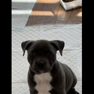 Staffordshire Bull Terrier - Dogs