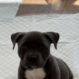 Staffordshire Bull Terrier - Dogs