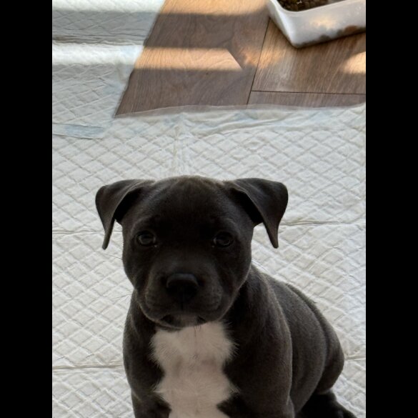 Staffordshire Bull Terrier - Dogs