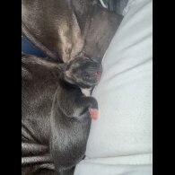 Staffordshire Bull Terrier - Dogs
