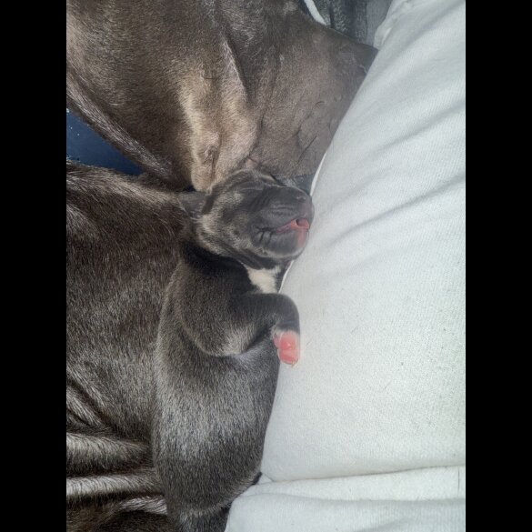 Staffordshire Bull Terrier - Dogs