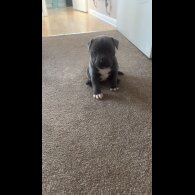 Staffordshire Bull Terrier - Dogs