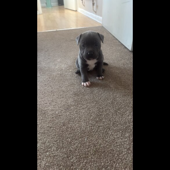 Staffordshire Bull Terrier - Dogs