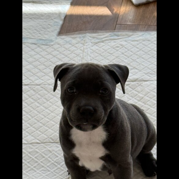 Staffordshire Bull Terrier - Dogs