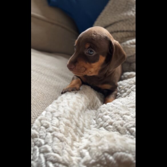 Dachshund (Standard &amp; Miniature) - Both