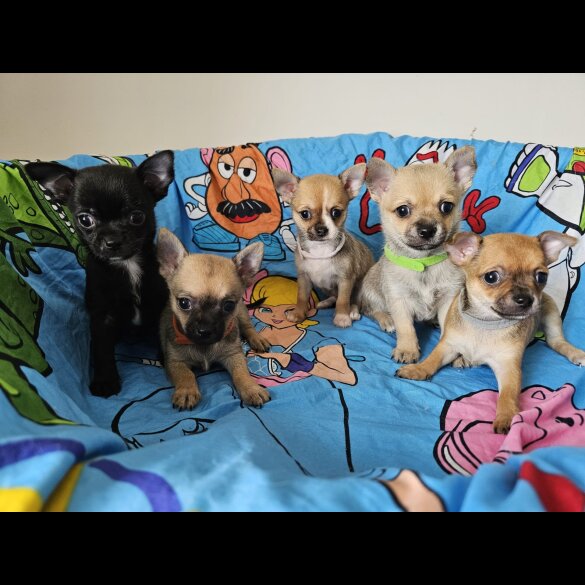 Chihuahua - Both