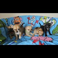 Chihuahua - Both