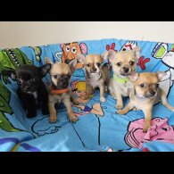 Chihuahua - Both