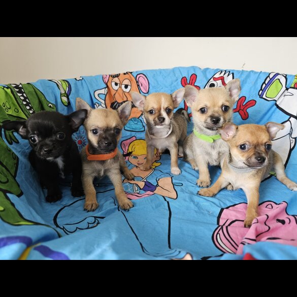 Chihuahua - Both