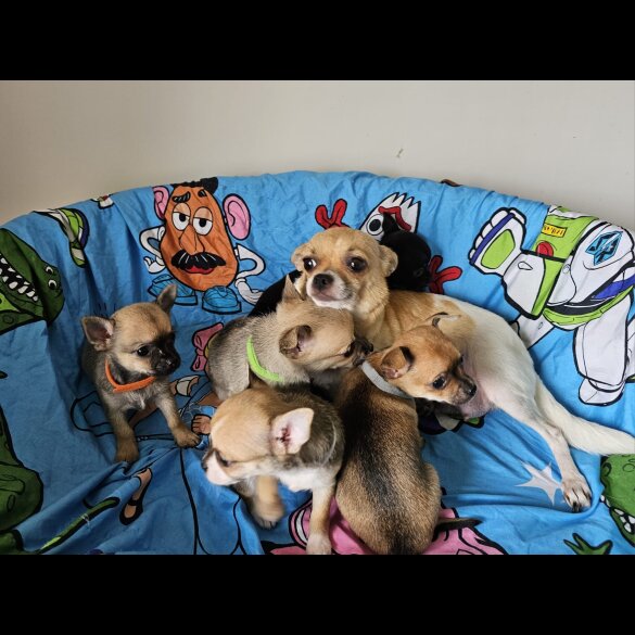 Chihuahua - Both