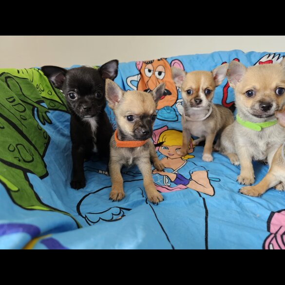 Chihuahua - Both