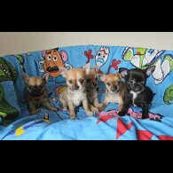 Chihuahua - Both