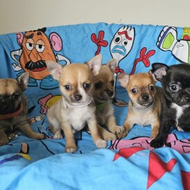 Chihuahua - Both