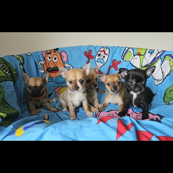 Chihuahua - Both