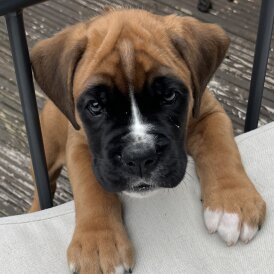 Boxer - Dogs