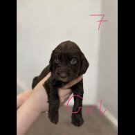 Cocker Spaniel (Working &amp; Show) - Both