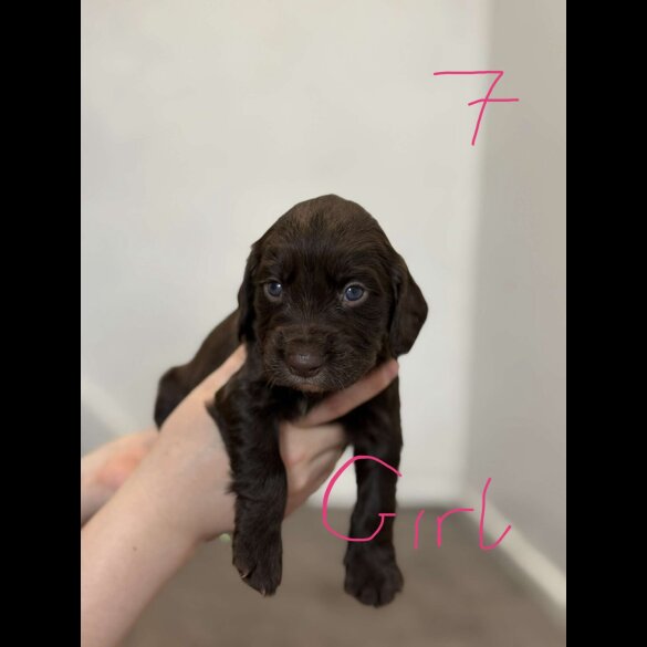 Cocker Spaniel (Working &amp; Show) - Both