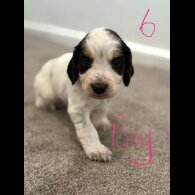 Cocker Spaniel (Working &amp; Show) - Both