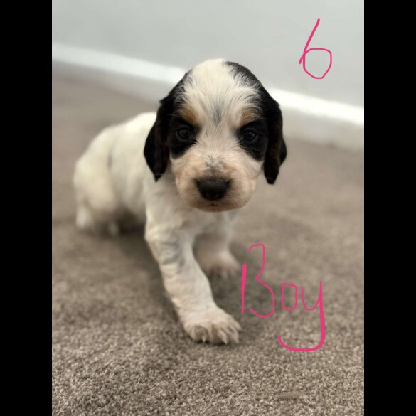 Cocker Spaniel (Working &amp; Show) - Both