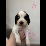 Cocker Spaniel (Working &amp; Show) - Both