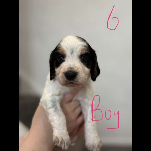 Cocker Spaniel (Working &amp; Show) - Both