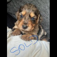 Cocker Spaniel (Working &amp; Show) - Both