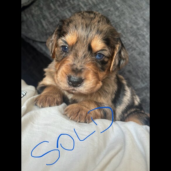 Cocker Spaniel (Working &amp; Show) - Both