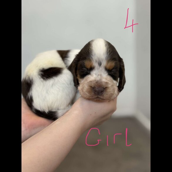 Cocker Spaniel (Working &amp; Show) - Both