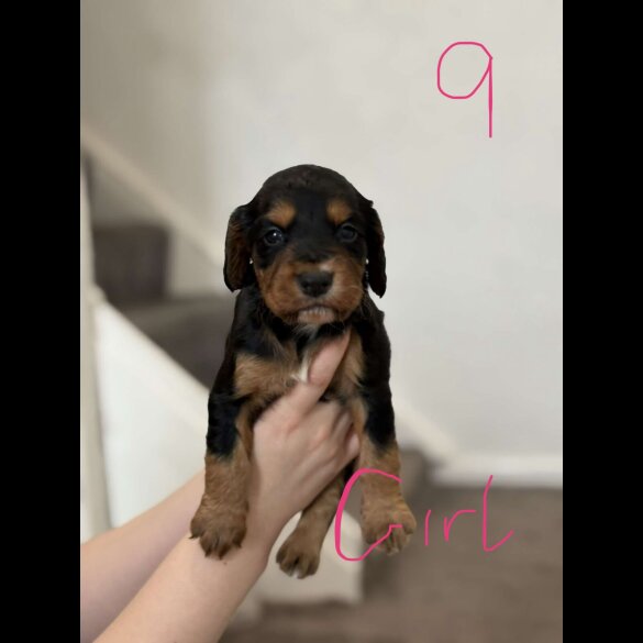 Cocker Spaniel (Working &amp; Show) - Both