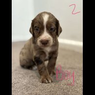 Cocker Spaniel (Working &amp; Show) - Both