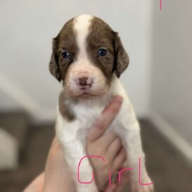 Cocker Spaniel (Working &amp; Show) - Both