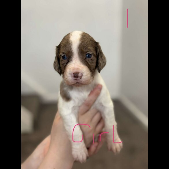 Cocker Spaniel (Working &amp; Show) - Both