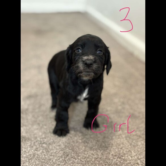 Cocker Spaniel (Working &amp; Show) - Both