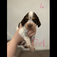 Cocker Spaniel (Working &amp; Show) - Both