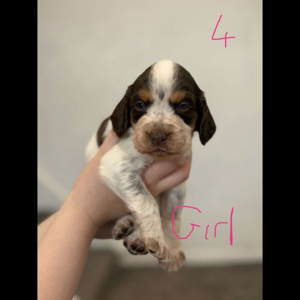 Cocker Spaniel (Working &amp; Show) - Both