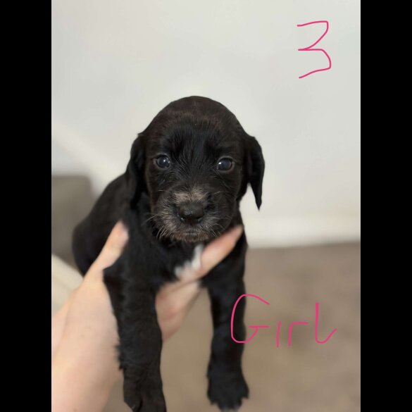Cocker Spaniel (Working &amp; Show) - Both