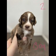 Cocker Spaniel (Working &amp; Show) - Both