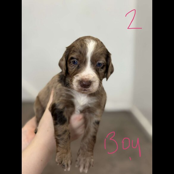 Cocker Spaniel (Working &amp; Show) - Both