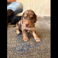 Cocker Spaniel (Working &amp; Show) - Both