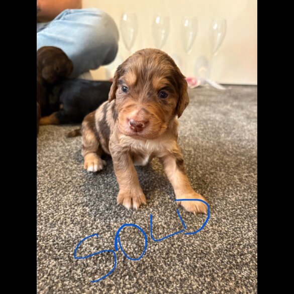 Cocker Spaniel (Working &amp; Show) - Both