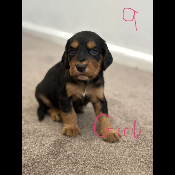 Cocker Spaniel (Working &amp; Show) - Both