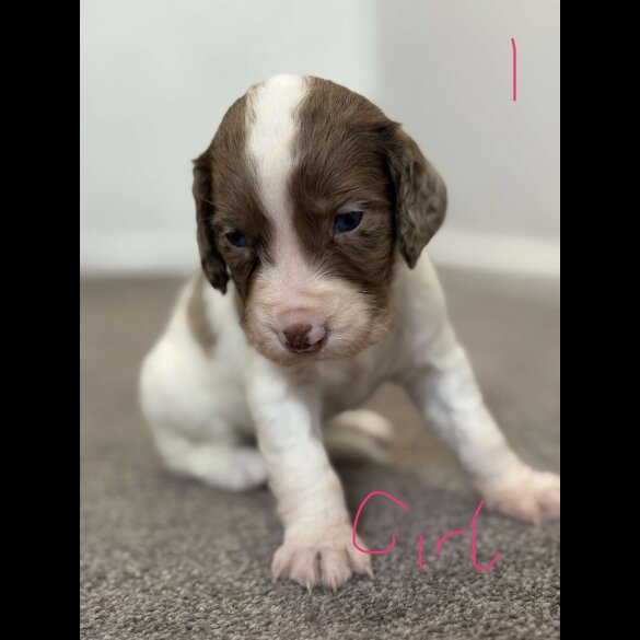 Cocker Spaniel (Working &amp; Show) - Both