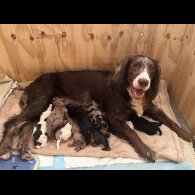 Cocker Spaniel (Working &amp; Show) - Both