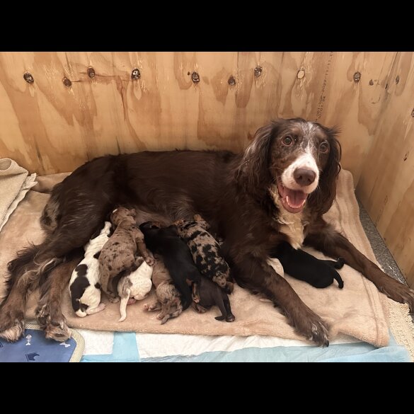 Cocker Spaniel (Working &amp; Show) - Both