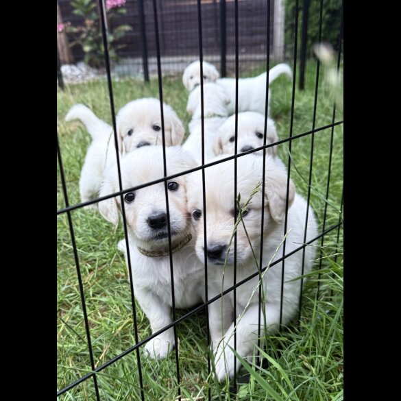 Golden Retriever - Both