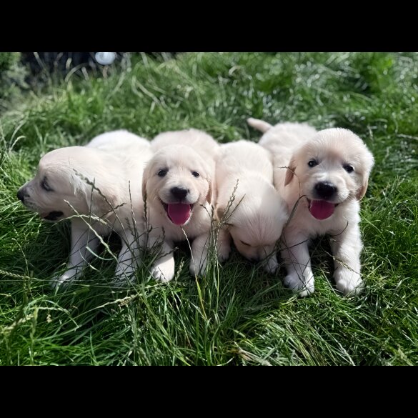 Golden Retriever - Both