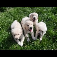 Golden Retriever - Both
